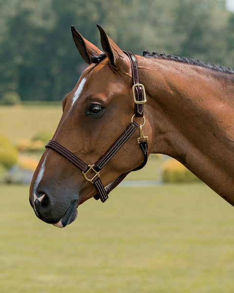 Walsh™ British Triple Stitched Halter