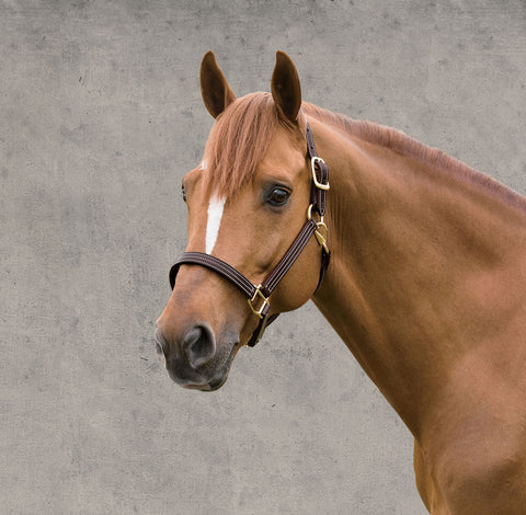 Walsh™ British Triple Stitched Halter
