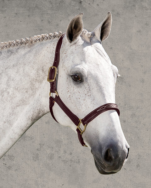 Walsh™ Signature Padded Halter
