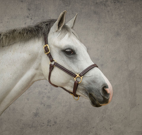 DS Premium Pony Halter
