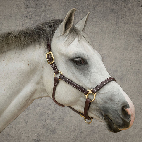 DS Premium Pony Halter