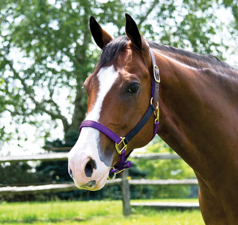 Perri’s® Premium Nylon Breakaway Halter