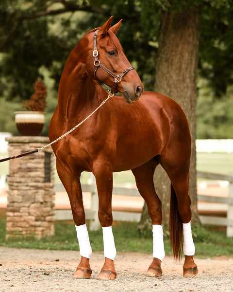Perri’s® Twisted Leather Halter