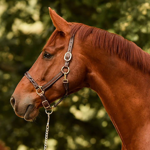 Perri’s® Twisted Leather Halter