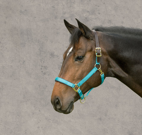Suffolk™ Bright Breakaway Halter