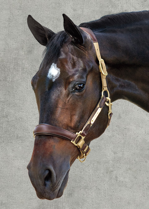 LeMieux® Capella Halter