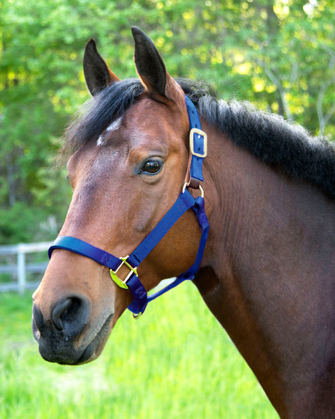 Dover Saddlery® Everyday Nylon Breakaway Halter