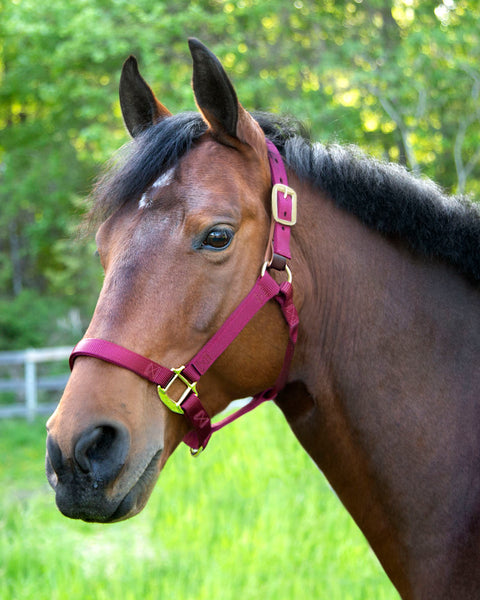 Dover Saddlery® Everyday Nylon Breakaway Halter