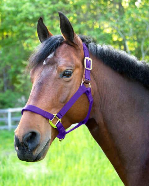 Dover Saddlery® Everyday Nylon Breakaway Halter