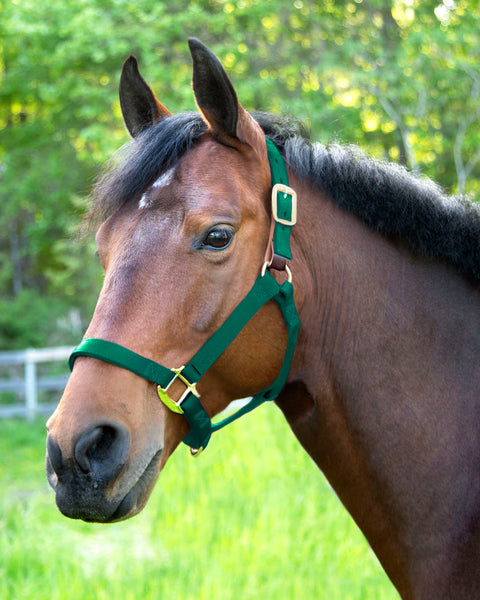 Dover Saddlery® Everyday Nylon Breakaway Halter