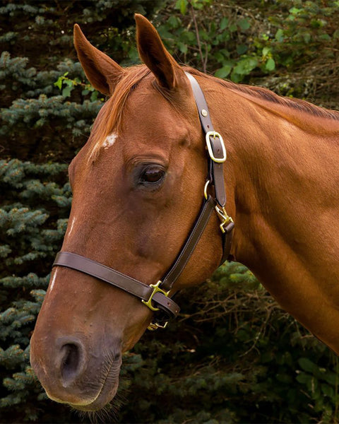 Henri de Rivel Kushy Plain Raised Halter with Flat Cheek Pieces