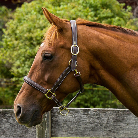 Henri de Rivel Kushy Plain Raised Halter with Flat Cheek Pieces
