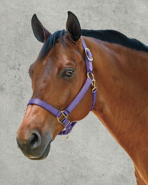 DS Heavy Nylon Halter