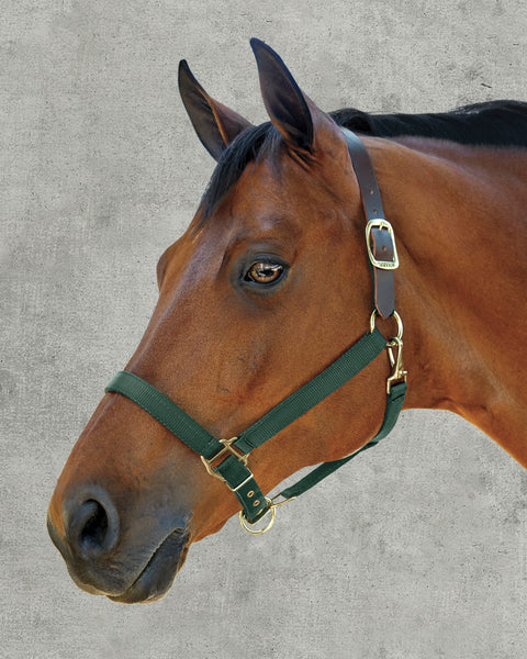 DS Heavy Nylon Breakaway Halter