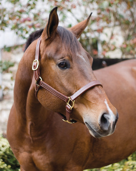 Perri’s® Horse Professional Show Halter