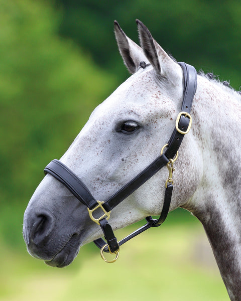 Blenheim Leather Halter