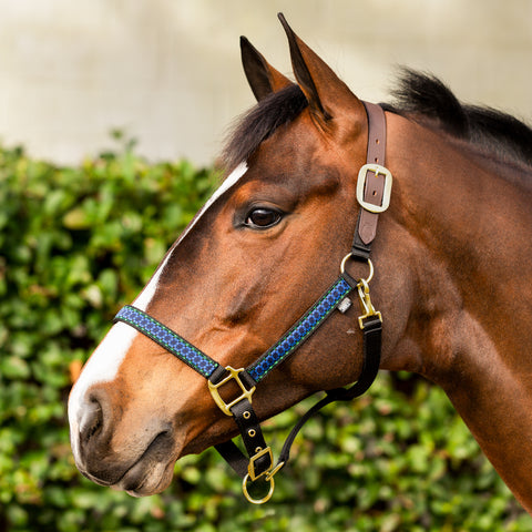 Equinavia Pegasus Ribbon Breakaway Halter