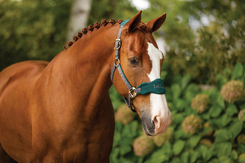 LeMieux® Vogue Halter & Lead Rope Set