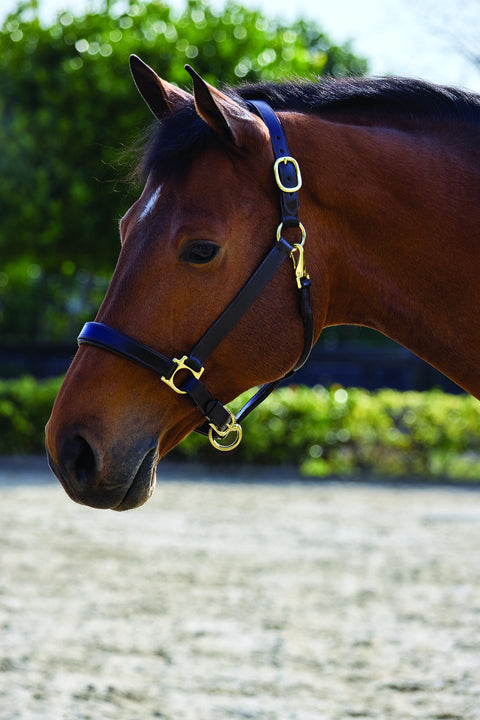 Suffolk™ Everyday Halter