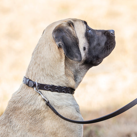 Rider’s International™ Laced Rein Dog Collar