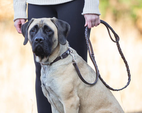 Rider’s International™ Laced Rein Dog Leash