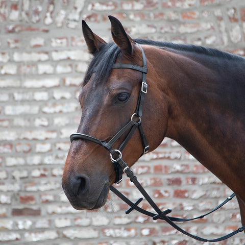 Waldhausen Linda Tellington-Jones Lindell Bridle