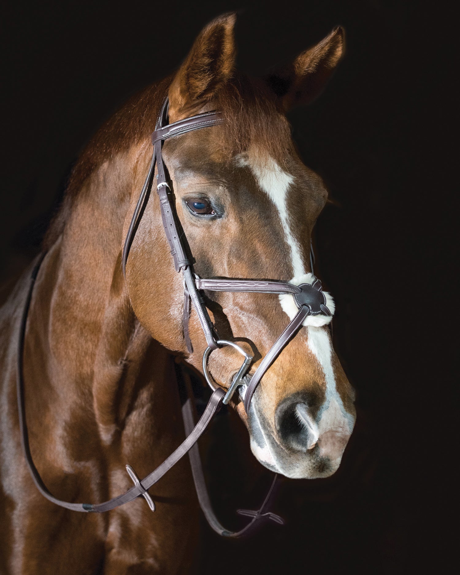 Pessoa® Pro Fancy-Stitched Figure-8 Bridle – Dover Saddlery