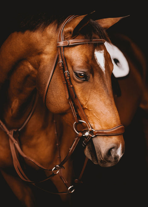 Arion Anatomic Drop Noseband Bridle