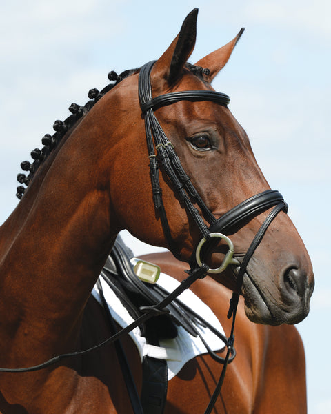 Collegiate Syntovia+ Padded Raised Flash Bridle