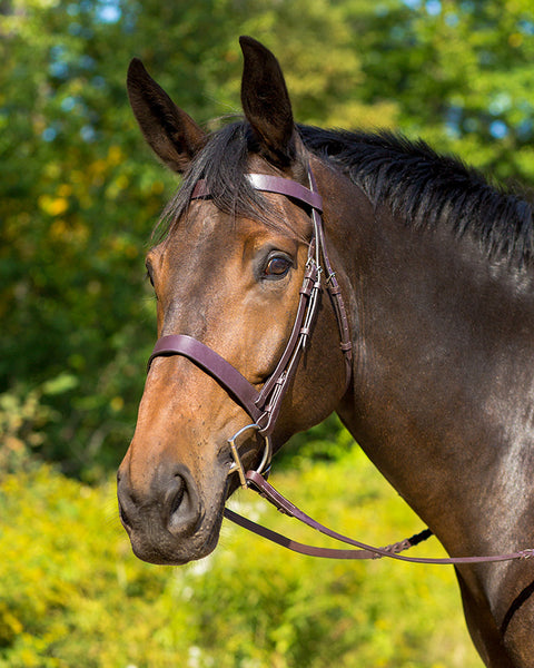 Shires Avignon Middleburg Hunt Bridle