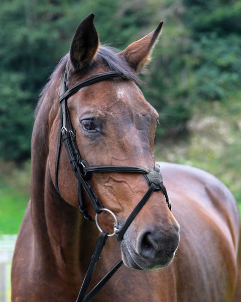 Vespucci Square Raised Figure-8 Bridle