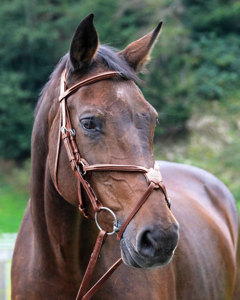 Vespucci Square Raised Figure-8 Bridle