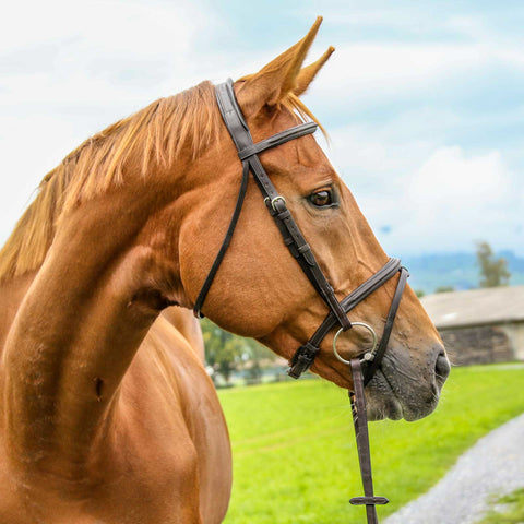 Vespucci Plain Raised Jump Bridle