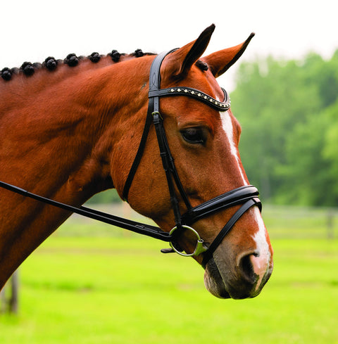 Red Barn Stride Dressage Bridle