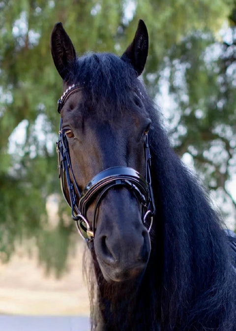 Halter Ego Ocala Snaffle Bridle