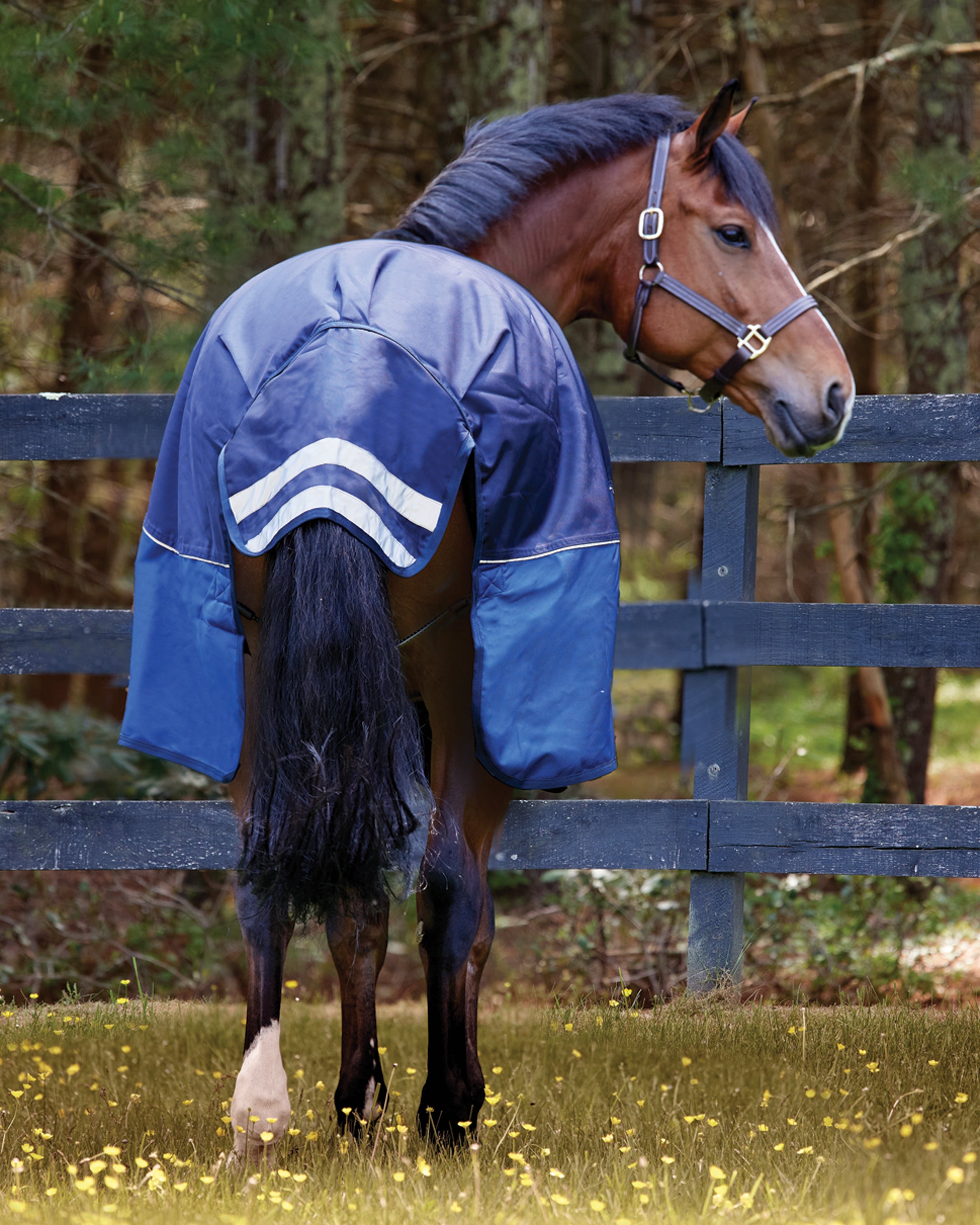 NorthWind™ Medium-Weight Turnout Blanket – Dover Saddlery