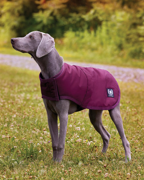 Dover Dog Blanket