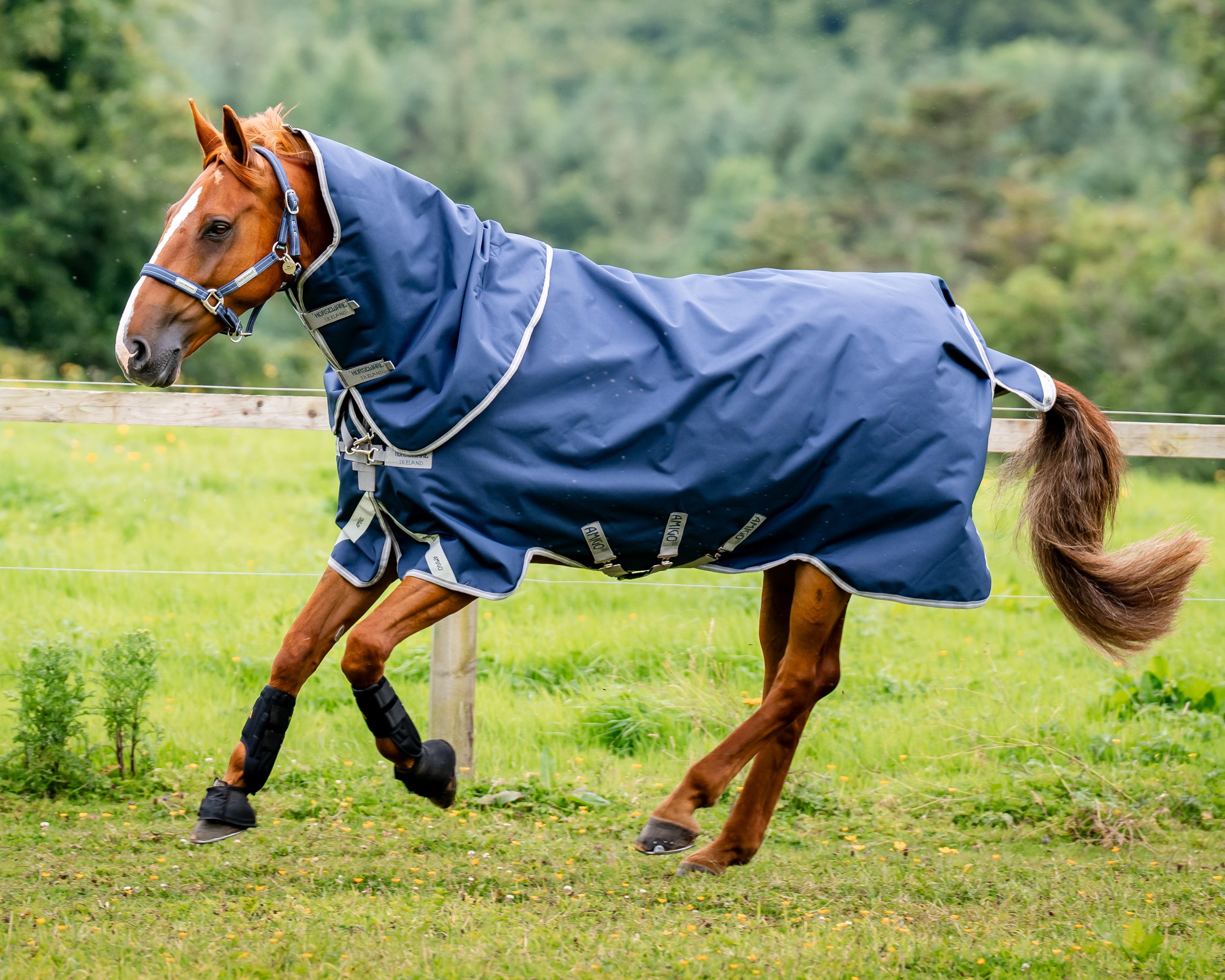 Horseware® Ireland Amigo® 1200D Plus Turnout 250 Gram – Dover Saddlery