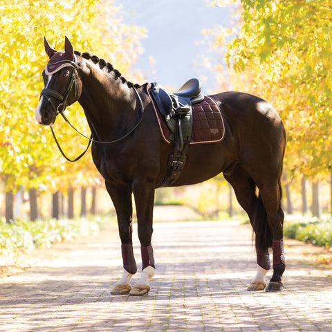 Horse wearing dark colored saddle and saddle pad standing on a road lined in trees