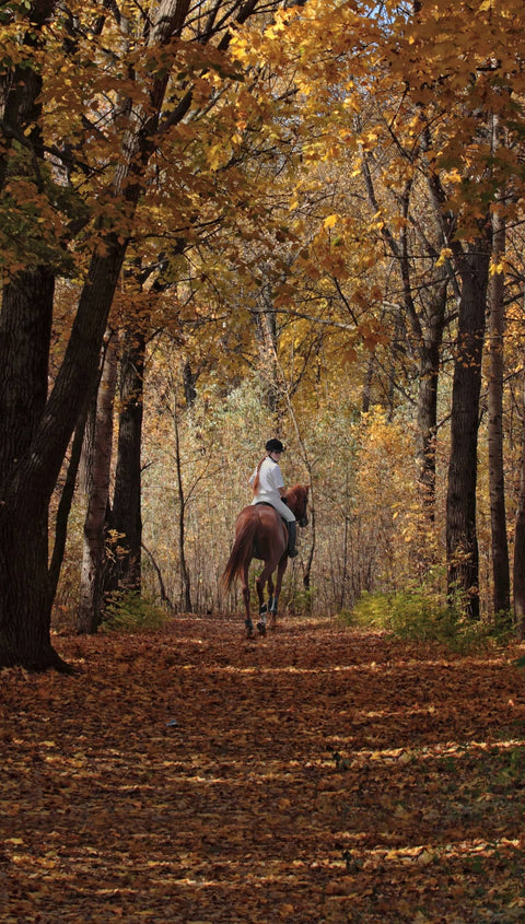 Rider on a horse in fall trees
