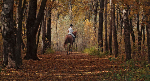 Rider on a horse in fall trees