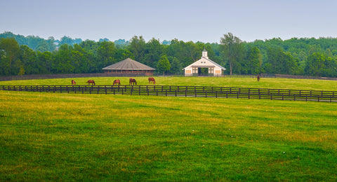 Green summer pasture with barn, fences, and horses grazing.