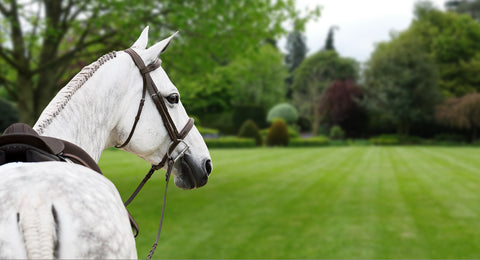 A light grey horse outfitted in hunter/jumper tack and standing against a background of green trees and grass. Its head is turned to the side and a braided mane is visible. 