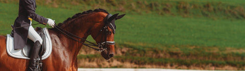 Rider competing in a dressage show, wearing a shadbelly and riding a bay horse with a black and white double bridle and black bonnet.