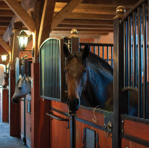Horses in with their heads peeking out of stall openings in a barn.