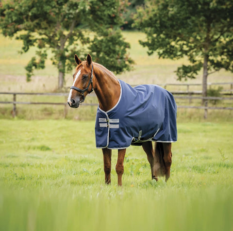Brown horse standing in a field wearing a blue blanket.