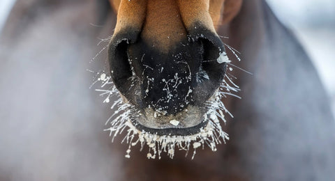 Horse's frosty nose in winter