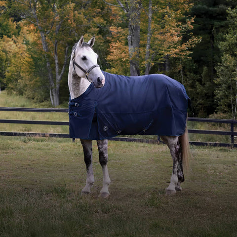 Horse wearing a blue blanket in a grassy field with trees in the background