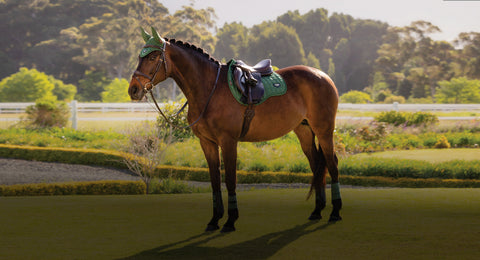 brown horse is lemieux tack with green ear bonnet & saddle pad standing in a field