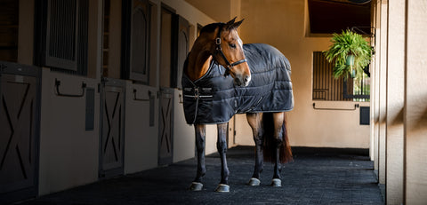Horse wearing a black Horseware stable blanket standing in a stable.